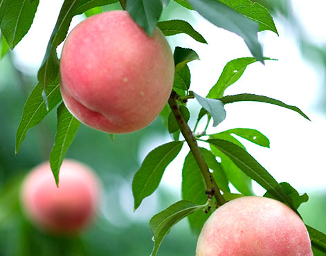 img_peach01_2.jpg